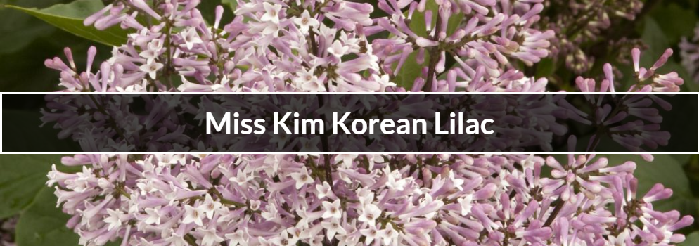 Shrubs-Miss-Kim-Korean-Lilac - Combs Landscape